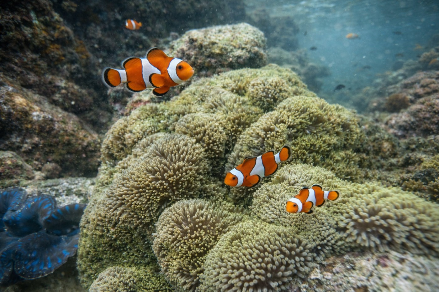Tiga ikan Nemo clownfish di atas anemon laut di perairan Pulau Redang